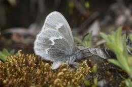 Plancia ëd Coenonympha tullia kodiak W. H. Edwards 1869