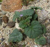 Image of blacktack phacelia