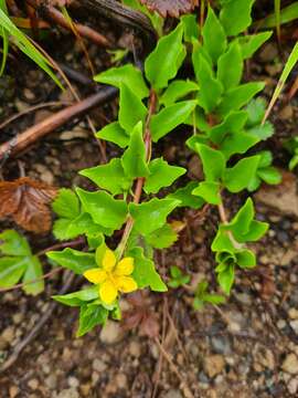 Image of Lysimachia azorica Hornem. ex Hook.