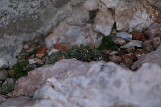 Image of Draba stellata Jacq.