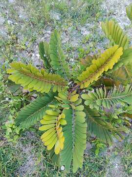 Image of Cardboard Palm