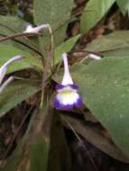 Image of Codonoboea quinquevulnera