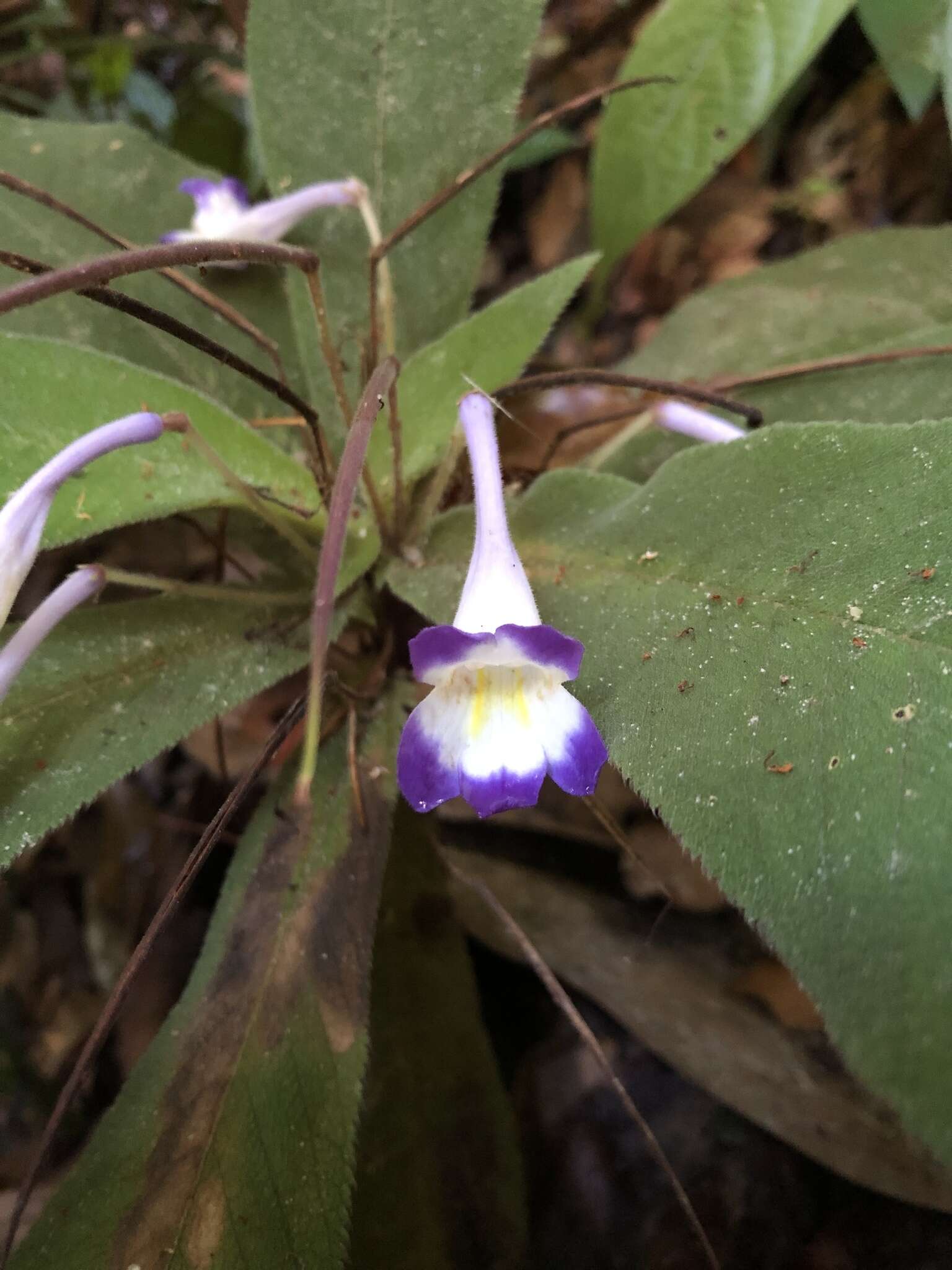 Codonoboea quinquevulnera resmi