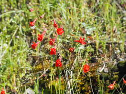 Image of red larkspur