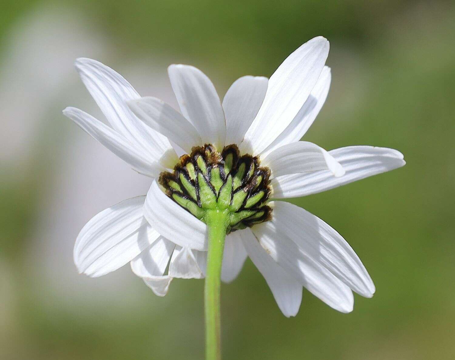 Image of Saw-leaved Moon-daisy