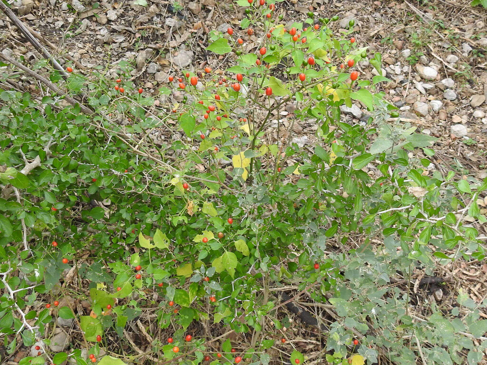 صورة Capsicum annuum var. glabriusculum (Dun.) Heiser & Pickersgill