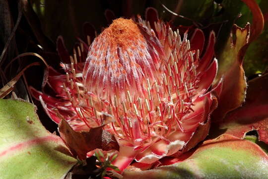 Image of Protea caespitosa Andr.