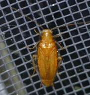 Image of Small Yellow Texas Cockroach