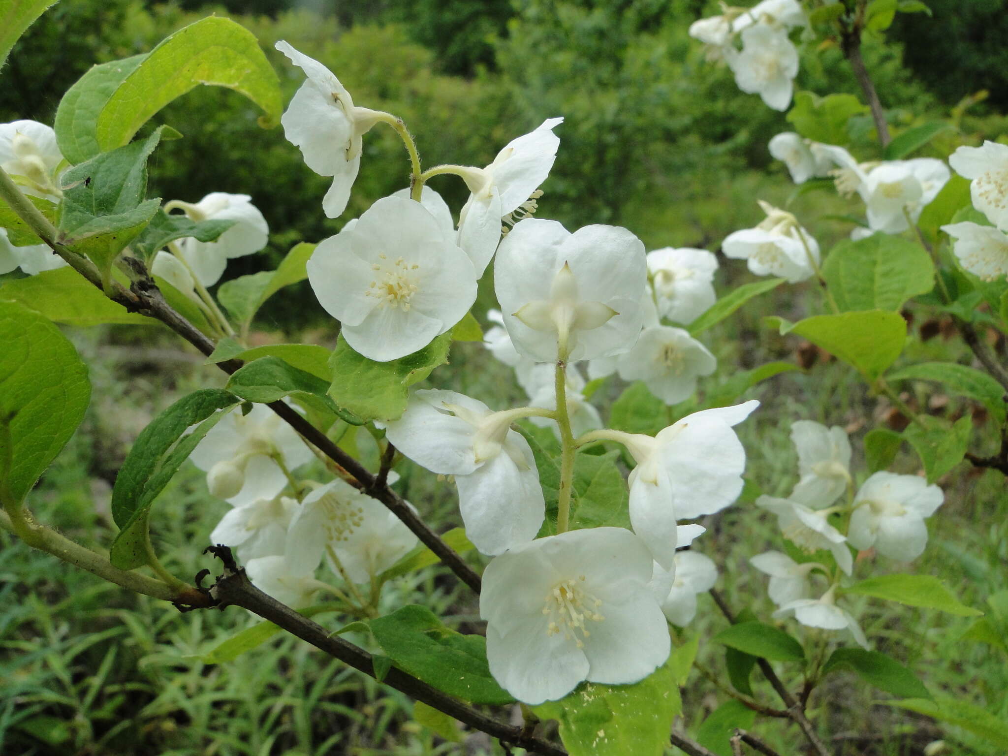 Image of Philadelphus schrenkii Rupr.