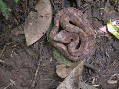 Image of Hognosed Pit Viper