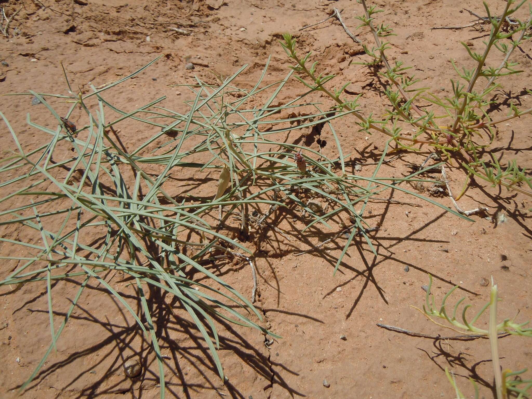 Image of Cutler's milkweed