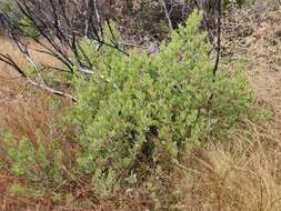 Слика од Arctostaphylos glandulosa subsp. zacaensis (Eastw.) P. V. Wells