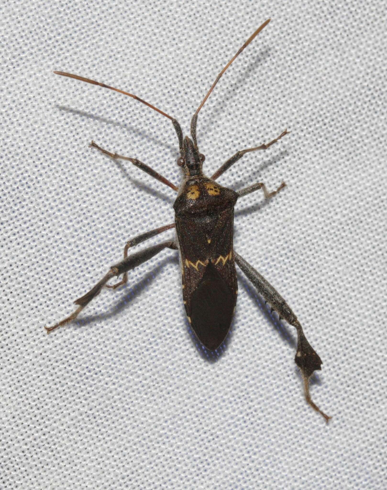 Leptoglossus zonatus (Dallas 1852) resmi