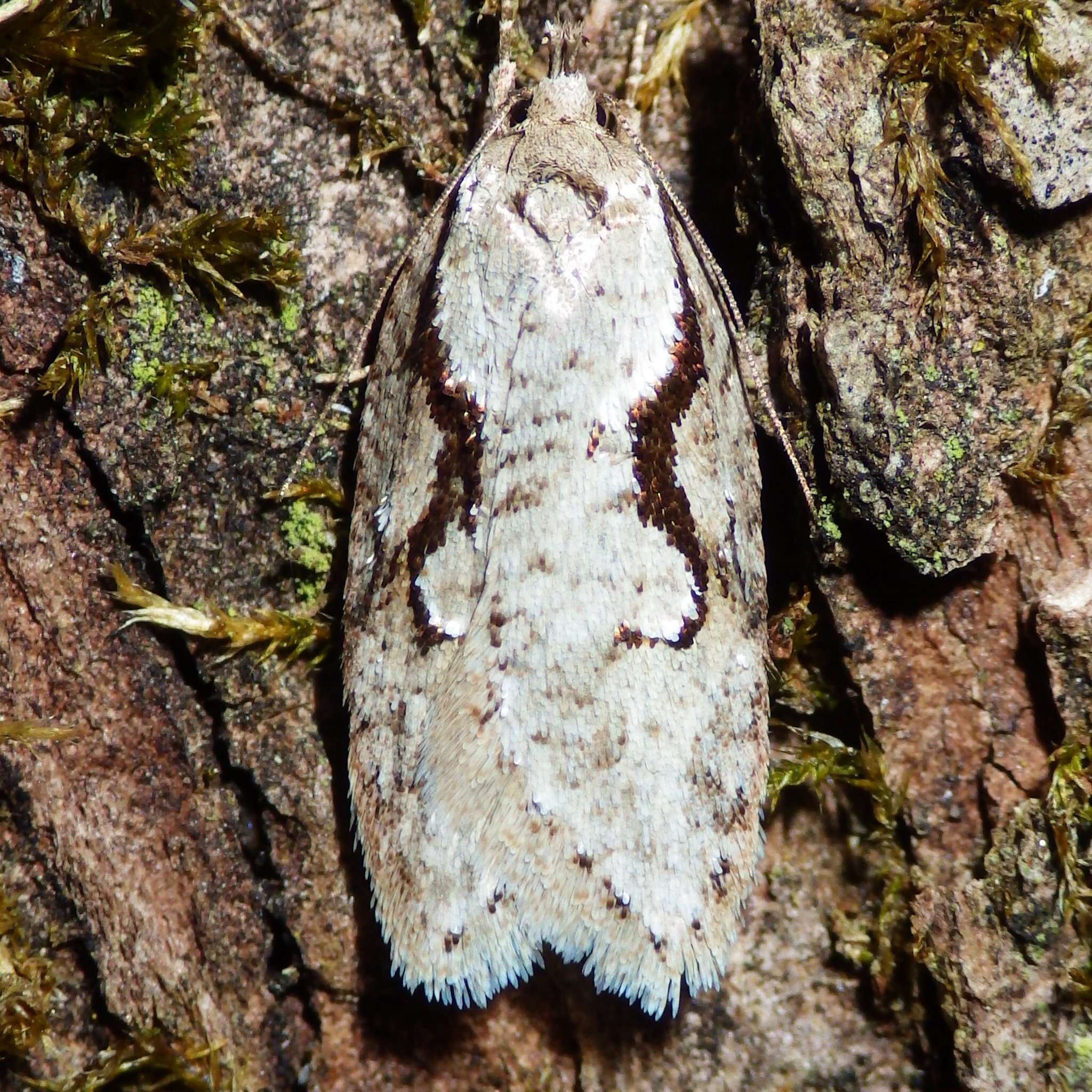 Plancia ëd Semioscopis packardella Clemens 1863