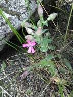 Image de Silene acutifolia Link ex Rohrb.