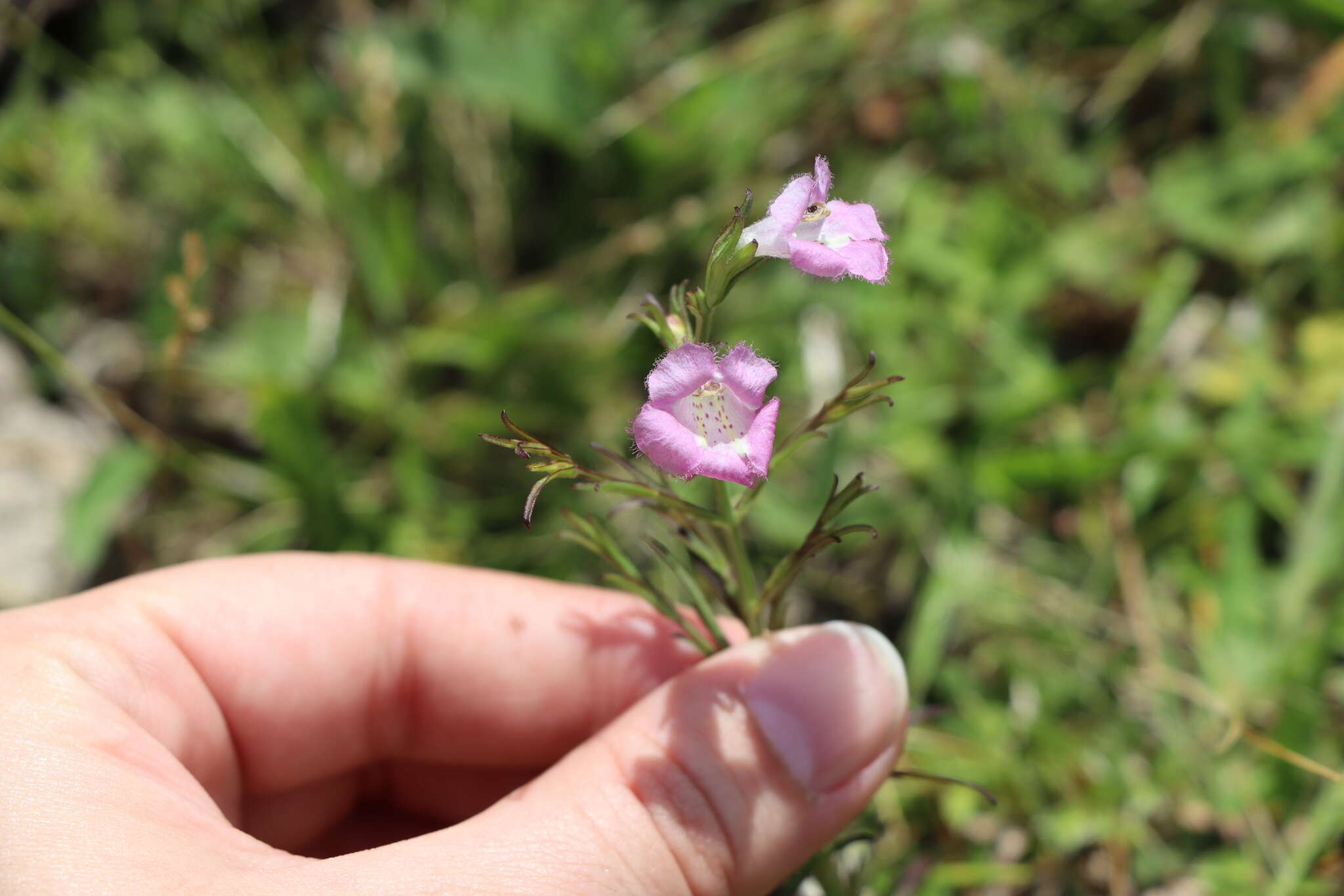 Image of Agalinis communis (Cham. & Schltdl.) W. G. D' Arcy