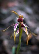 Image of Clubbed spider orchid