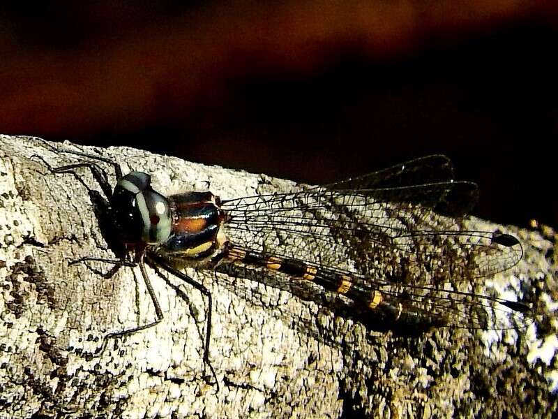 Слика од Cordulephya pygmaea Selys 1871