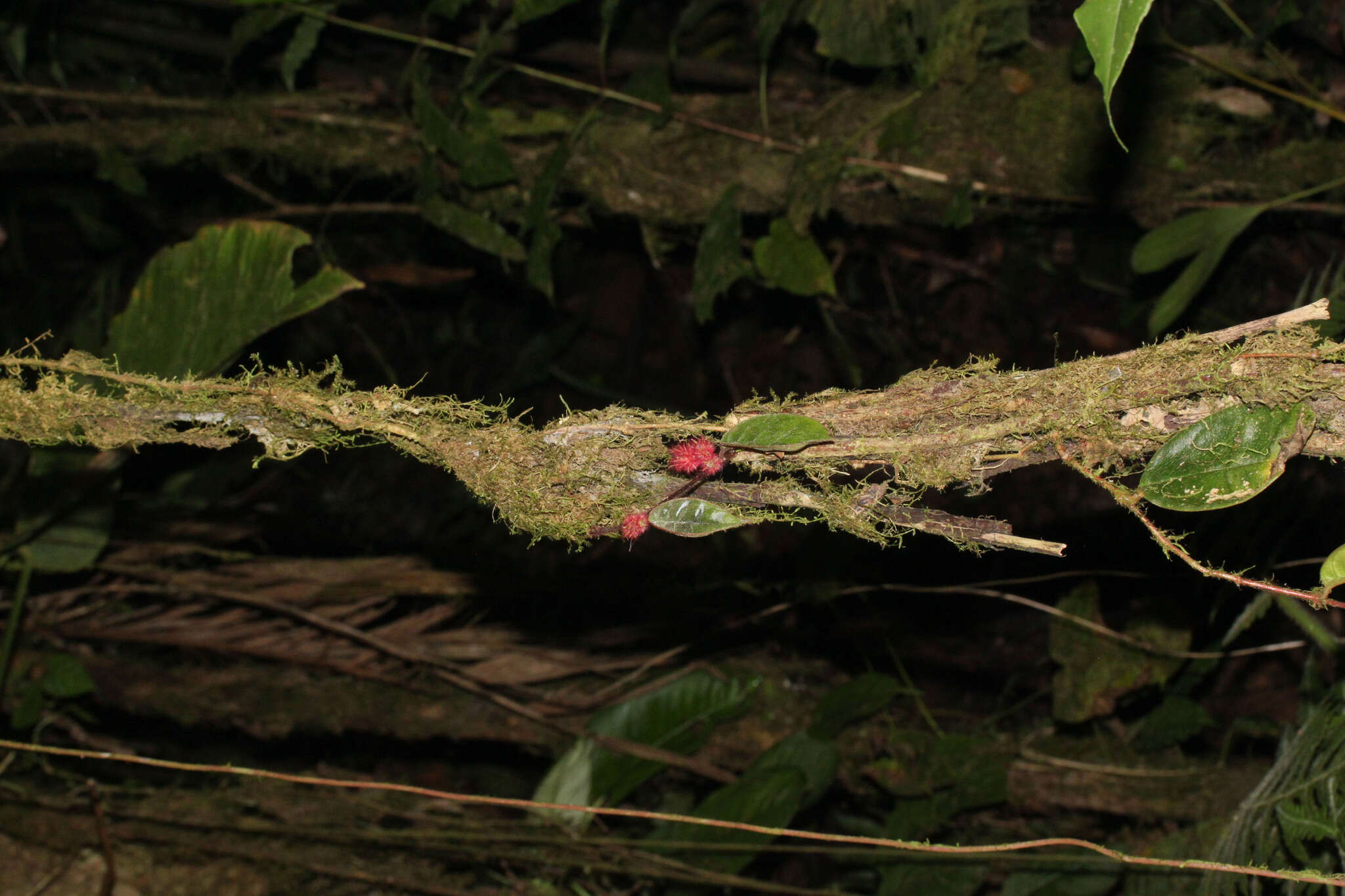 Image of Columnea minor (Hook.) Hanst.