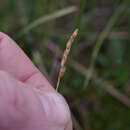 Image of Arctic Sweet Vernal Grass