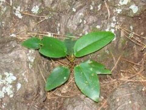 Imagem de Ficus macrophylla Desf.