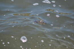 Image of Caribbean Puffer