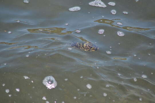 Image of Caribbean Puffer