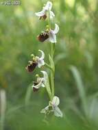 Ophrys fuciflora subsp. bornmuelleri (M. Schulze) B. Willing & E. Willing resmi