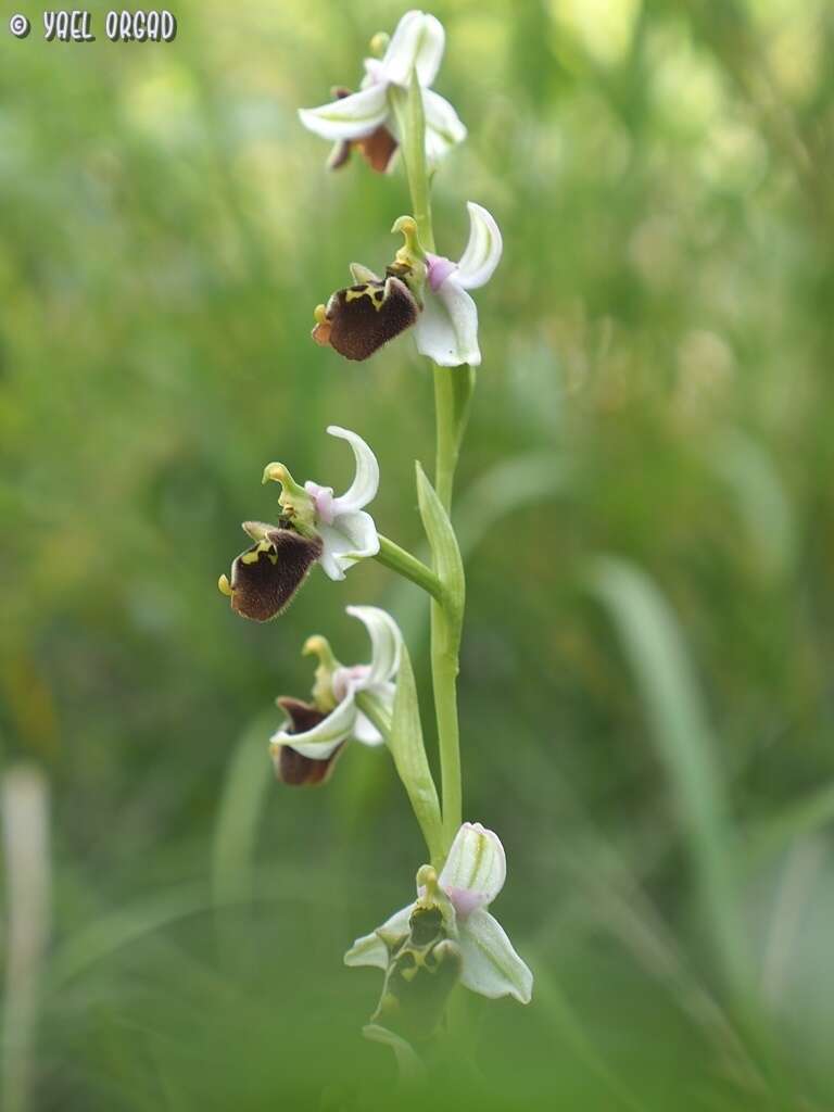 Image of Ophrys fuciflora subsp. bornmuelleri (M. Schulze) B. Willing & E. Willing