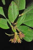 Image of woollyleaf manzanita