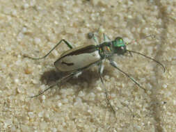 Image de Cicindela (Cicindela) limbata Say 1823