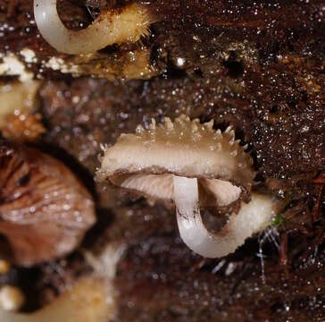 Image of Psathyrella echinata (Cleland) Grgur. 1997