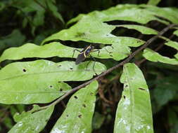 Plancia ëd Hypselonotus linea (Fabricius 1803)