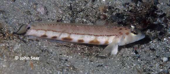 Image of Ramsay&#39;s grubfish