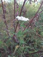 Achillea asiatica Serg. resmi