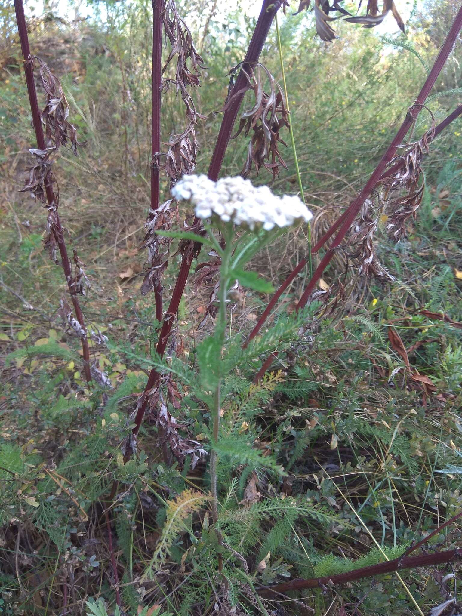 Achillea asiatica Serg. resmi