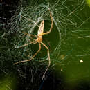 Image of Brown Grass Spider