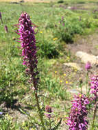 Image of elephanthead lousewort