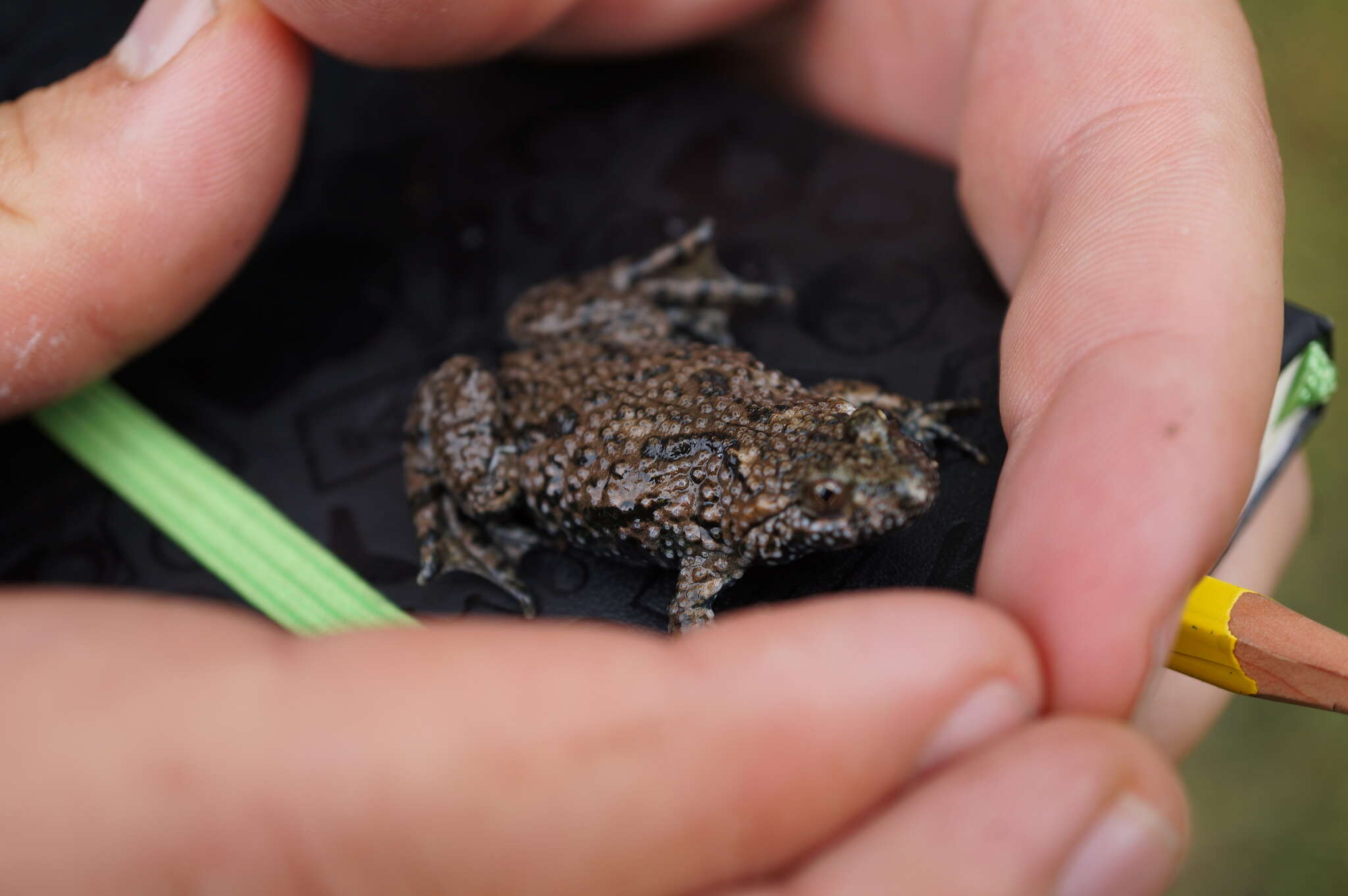 Image of Fire-bellied Toad