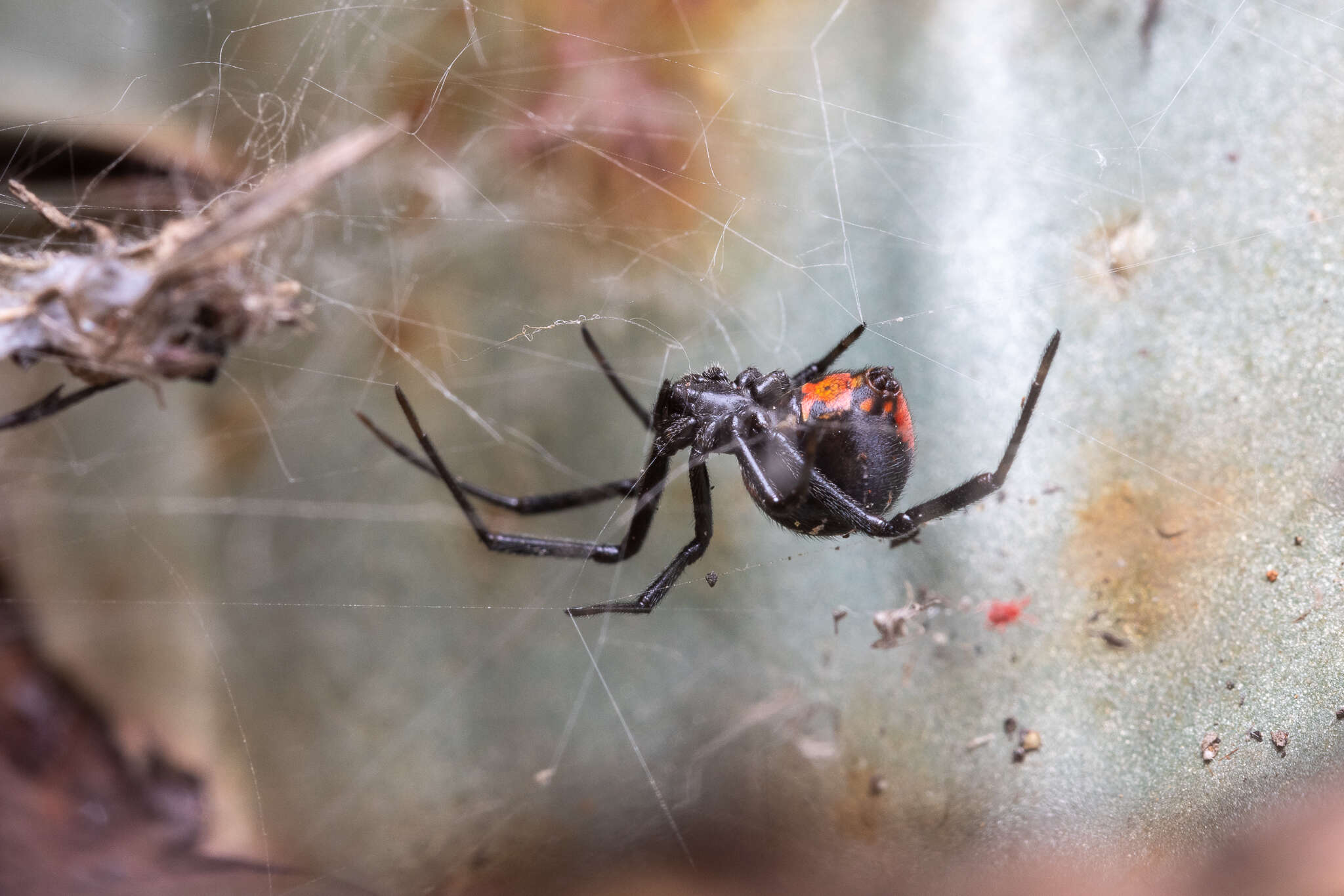 Latrodectus thoracicus Nicolet 1849的圖片