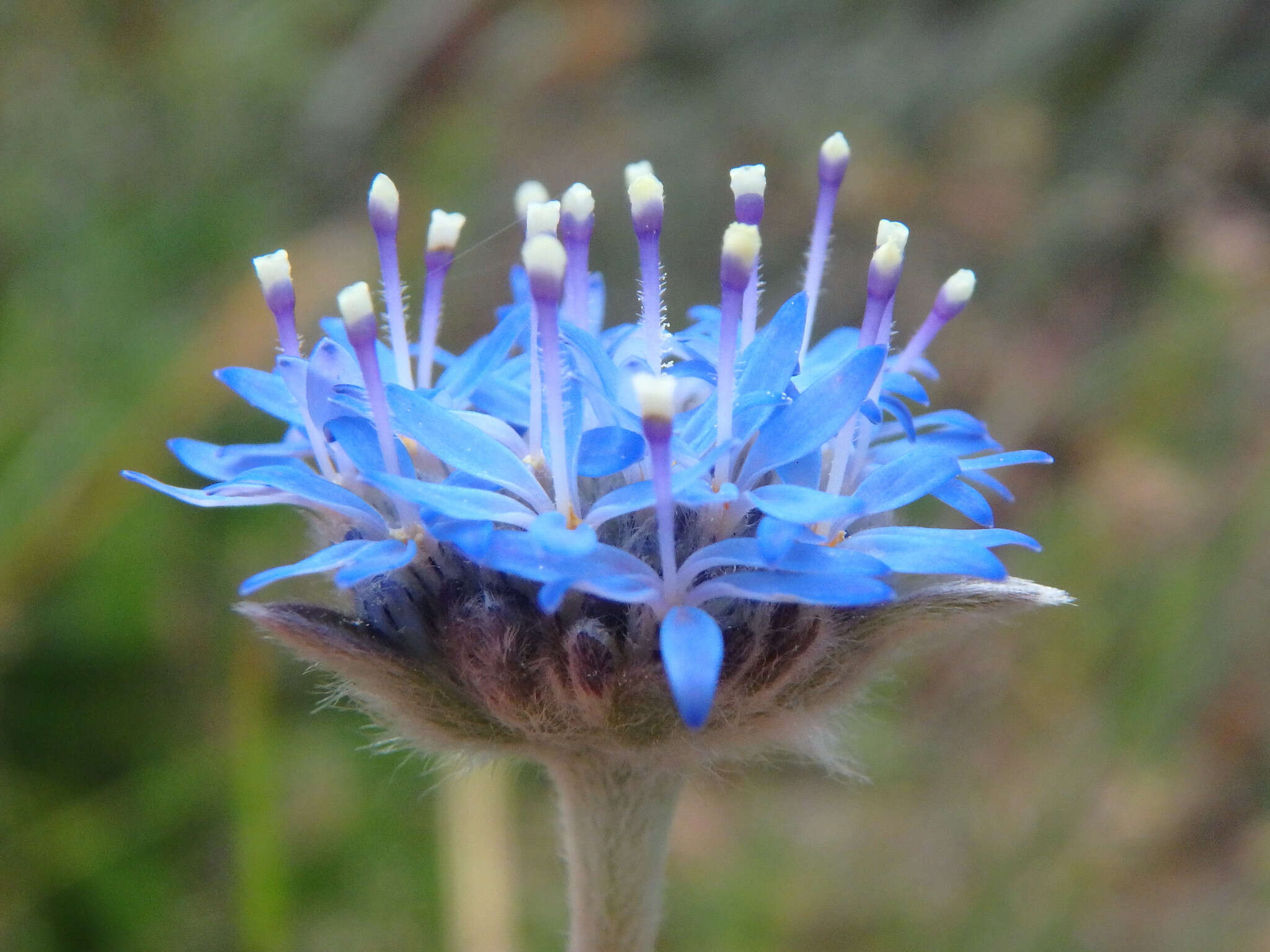 Image of Australian pincushion