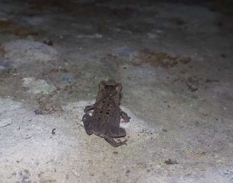 Image of Rhinella margaritifera (Laurenti 1768)