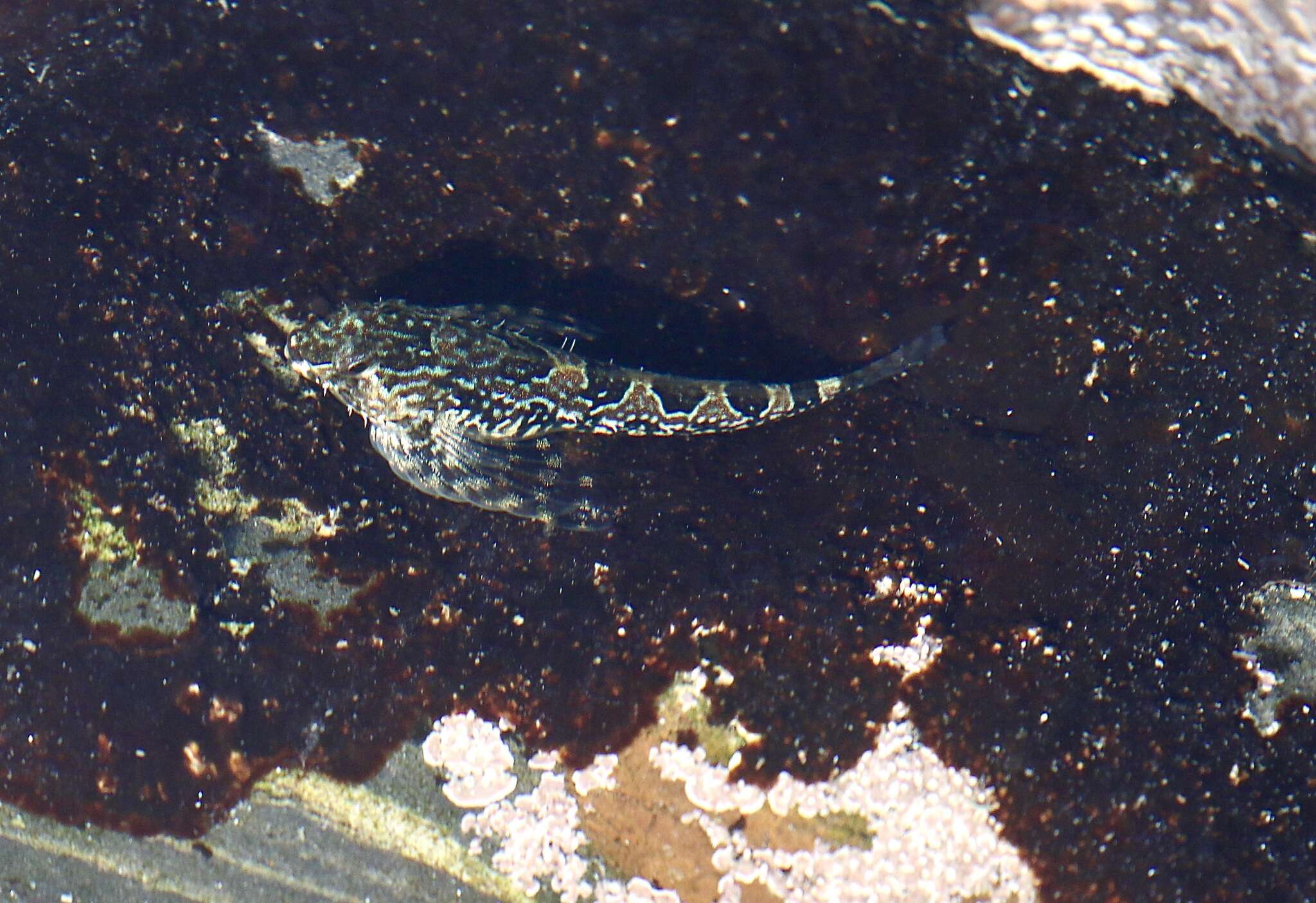 Image of Prickly sculpin