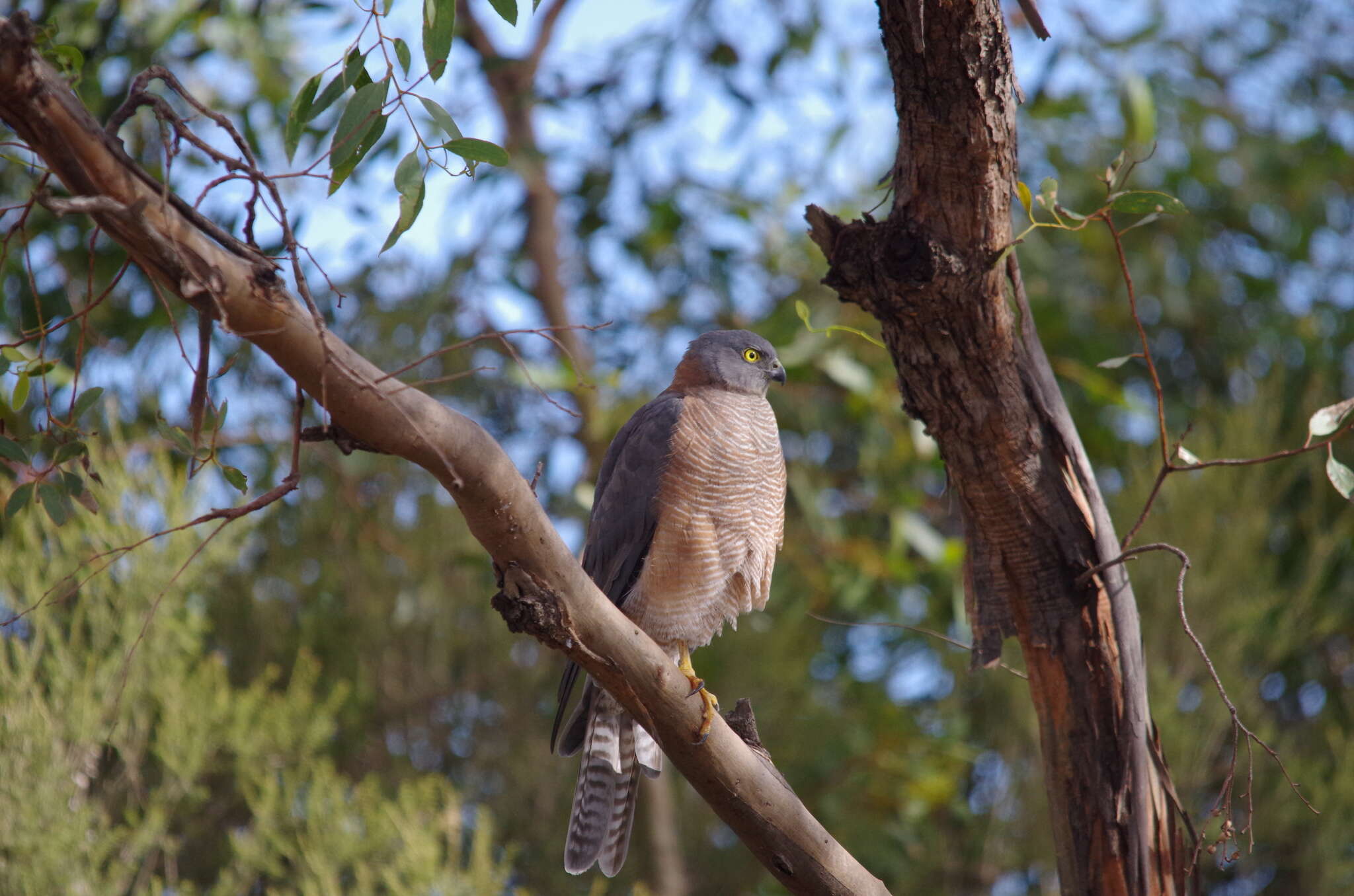 Image of Collared Sparrowhawk