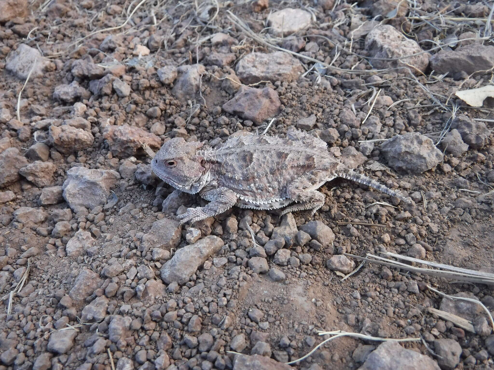 Image of Greater Short-horned Lizard