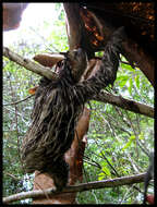 Image of Pale-throated Sloth