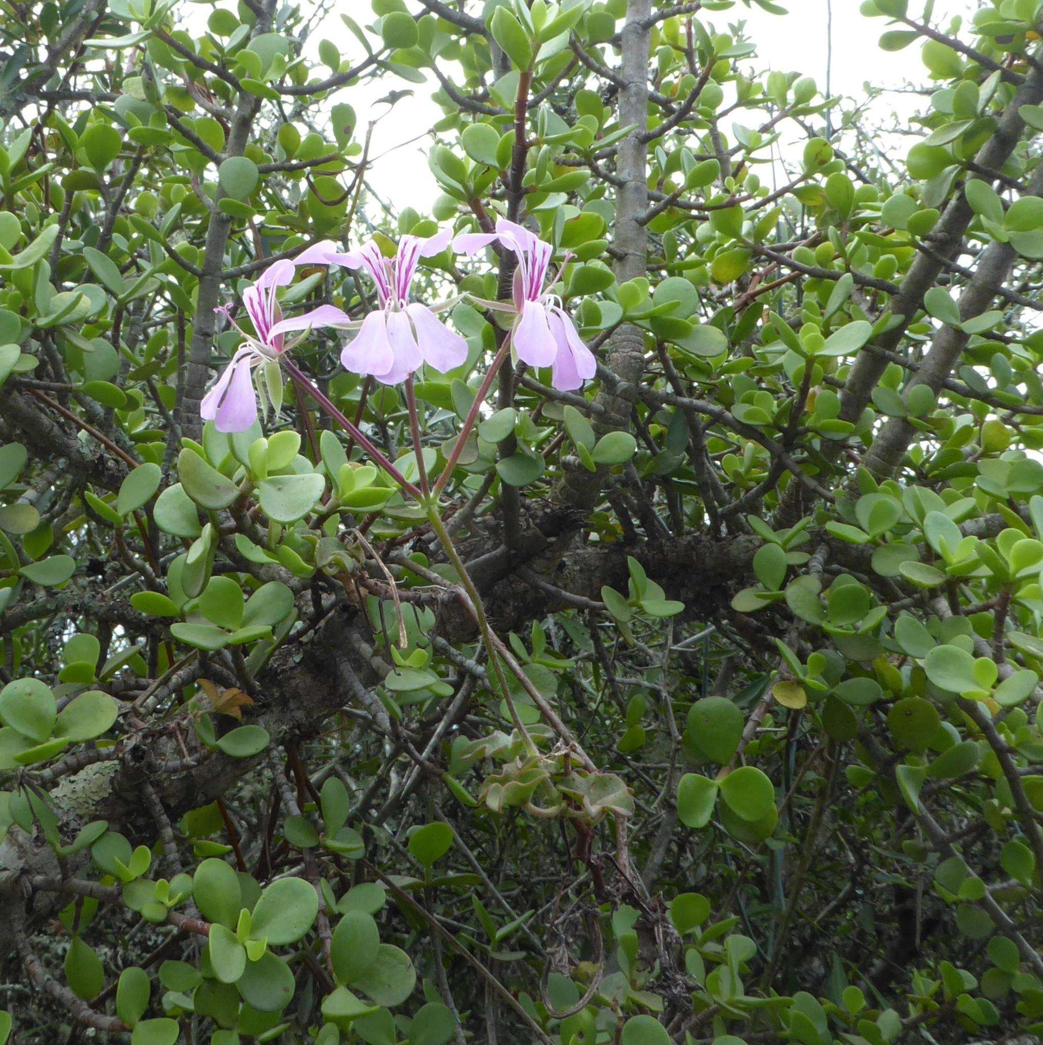 Image of Peltated Geranium