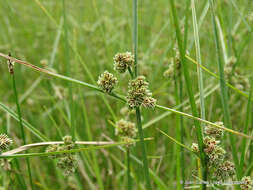 Imagem de Cyperus reflexus Vahl