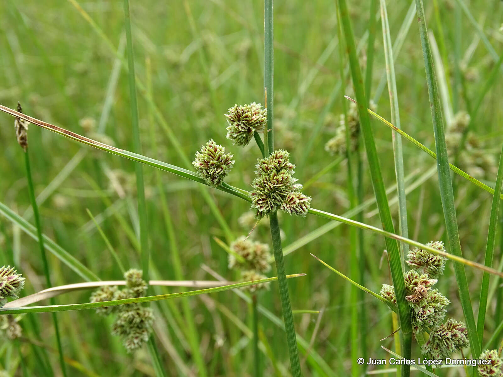 Image of Bent-Awn Flat Sedge