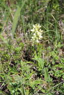 Image de Dactylorhiza romana subsp. georgica (Klinge) Soó ex Renz & Taubenheim